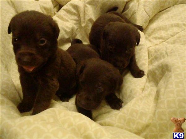 labrador retriever puppy posted by Rick Swenson